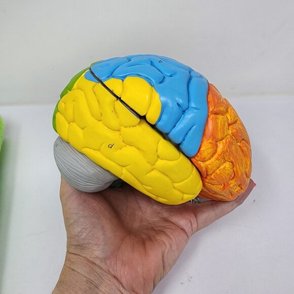Neuroanatomical Brain Model 6" Anatomically Accurate Educational Tool - Picture 3 of 7